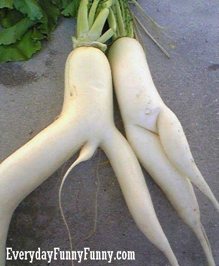 [Image: vegetable-sex-couple-1.jpg]